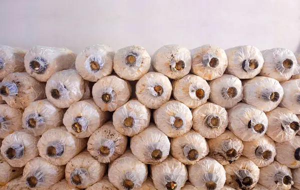 Mantar serası, mantar kültürü arka planında raflara istiflenmiş pek çok mantar yumurtası paketi