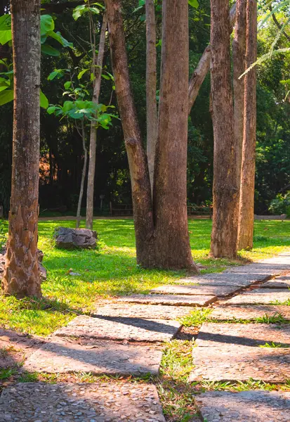 Kavisli taştan zeminde güneş ışığı ve gölgesi olan büyük ağaç gövdeleri ve halka açık alanda yeşil çimenler ve dikey çerçeve.