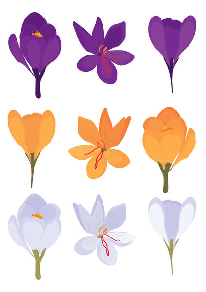 Vector A4 page format illustration set of nine colorful Crocus flowers isolated in a white background
