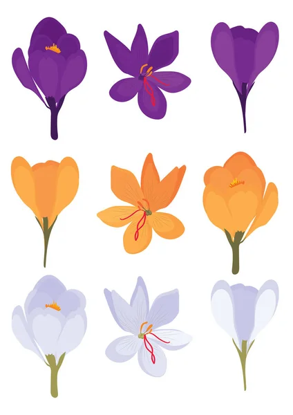 Vektor Sida Format Illustration Uppsättning Nio Färgglada Crocus Blommor Isolerad — Stock vektor