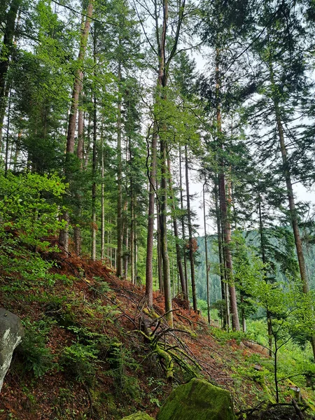 Bad Teinach Zavelstein Almanya yakınlarındaki ormanın dikey fotoğrafı