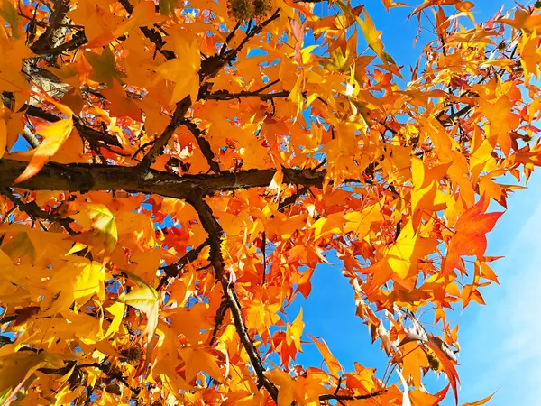 Autumn season yellow and orange colored leaves on a tree branches at sunny day