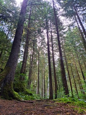 Bad Teinach Zavelstein Almanya yakınlarında renkli gündüz ormanı sahnesi
