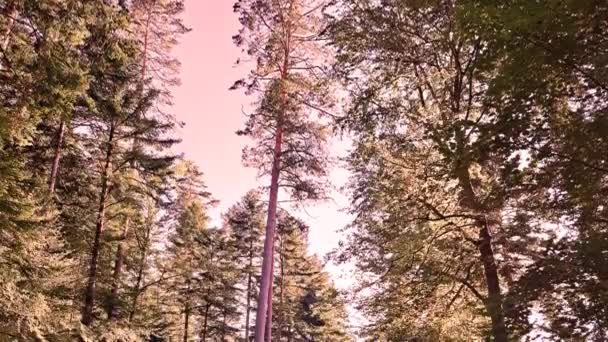 Naturaufnahmen Aus Dem Nationalparkwald Mit Farbeffekt Und Kamerafahrten — Stockvideo