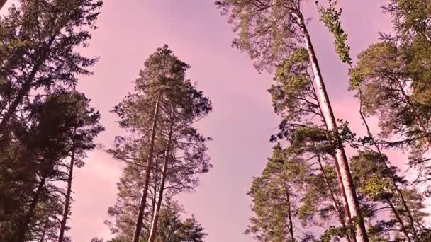 Натуральные Тематические Кадры Леса Национального Парка Цветовым Эффектом Движением Камеры — стоковое видео