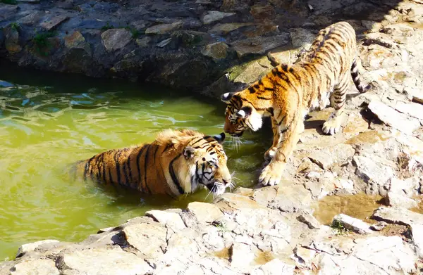 Photo taken in a zoo. Two tigers playing with each other.