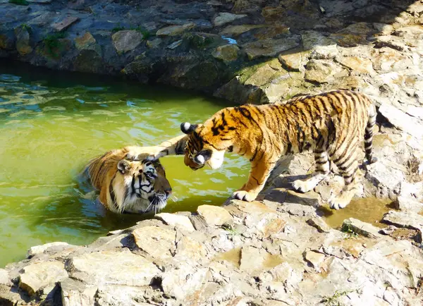 Photo taken in a zoo. Two tigers playing with each other.