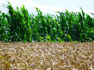 Arkasında mısır ve buğday olan tarımsal tarlaların arkaplan dokusu