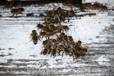 Yıpranmış, beyaz boyanmış ahşap bir yüzey üzerinde bir grup bal arısının yakın çekim görüntüsü. Arılar yoğun bir şekilde etkileşim halindeler, davranışlarının toplumsal doğasını vurguluyorlar.. 