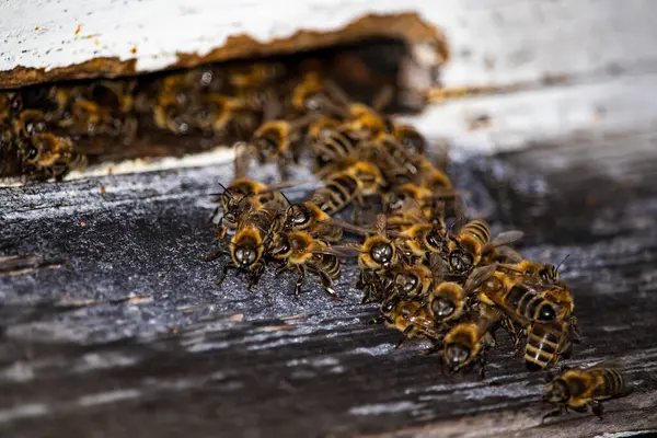 Yıpranmış ahşap kovan girişinden çıkan bal arısı sürüsünün yakın çekimi. Arılar deliğin etrafında toplanır, doğal davranışlarını vurgularlar ve kovan aktivitelerini detaylıca incelerler..