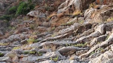Kuru çim ve yeşil bitki örtüsünün yakın plan video çerçevesi, güneşli bir yamaçta, engebeli, katmanlı kayalar arasında yetişiyor, doğal dokuları ve toprak tonlarını yakalıyor..
