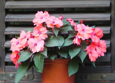 Pembe renk sabırsız çiçekleri canlı bir şekilde bir terasotta tenceresinde açar, kırsal bir ahşap zemine dayanır, canlı ve büyüleyici bir dış dekorasyon yaratır..