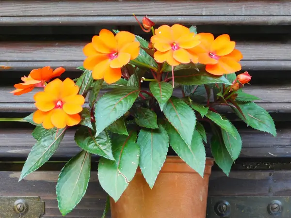 Parlak turuncu sabırsız çiçekler bir terasotta tenceresinde canlı bir şekilde açar, kırsal ahşap bir zemine dayanır, canlı ve büyüleyici bir dış dekorasyon yaratır..