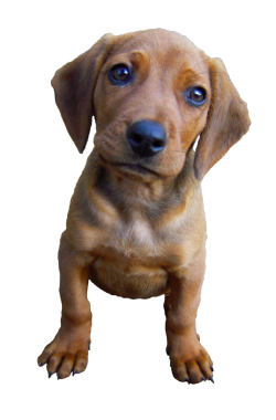 Şirin kahverengi dachshund köpek yavrusu kuru çimenlerin üzerinde oturuyor, kameraya merakla bakıyor, başını eğmiş, beyaz bir arka planda düşük açılı yakın plan görüntüsü var..