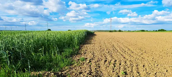 Genç yeşil filizler eşit aralıklarla filizlenir. Güneşli, yeni sürülmüş tarlalarda dağınık kümülüs bulutlarıyla dolu canlı mavi bir gökyüzünün altında..