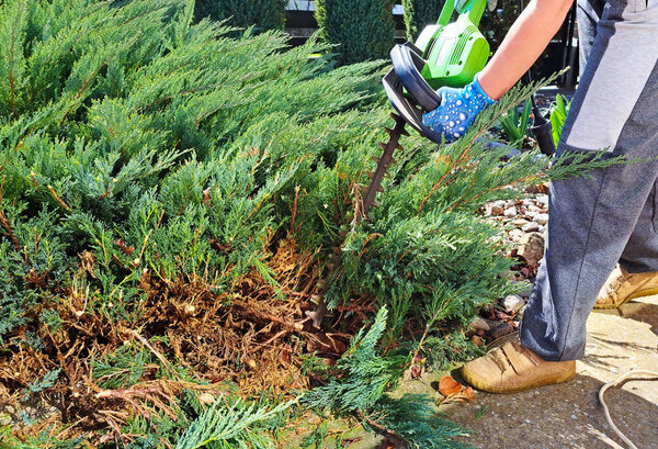 A person wearing blue gloves and work pants uses an electric hedge trimmer to prune a dense conifer bush in a well-maintained garden, focusing on shaping the foliage near the base.