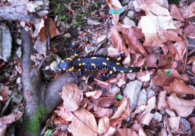 Parlak renkli siyah ve sarı bir semender orman zemininde sürünür. Kuru kahverengi yapraklar, yosunlar ve kayalarla kaplıdır. Ormandaki doğal yaşam alanına karışır..