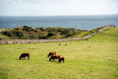 İskoçya 'da inekler ve deniz