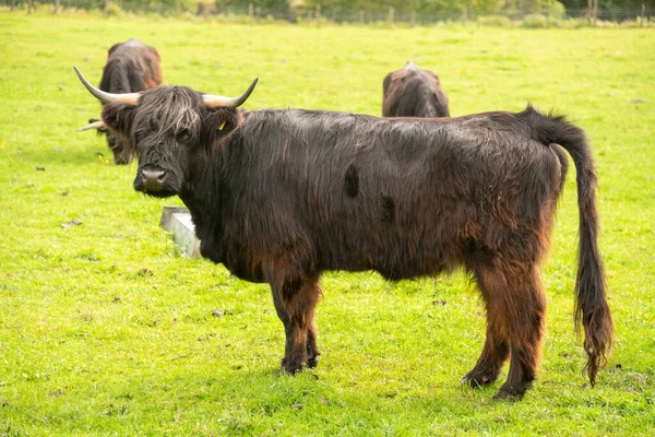 Vaca Negra Nas Terras Altas Escócia — Fotografia de Stock