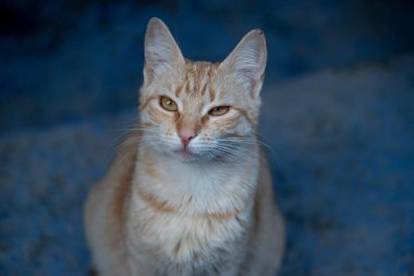 Uykulu yüzlü bej ve beyaz yetişkin kedi..