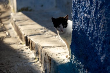 Üzerinde güneş ışığı olan genç siyah beyaz kedi...