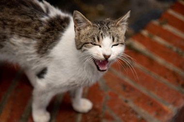 Büyük bıyıklı kahkaha atan siyah ve kahverengi bir kedi....