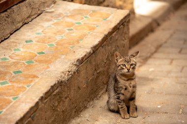 Fes, Fas 'ta küçük ve yalnız bir kedi