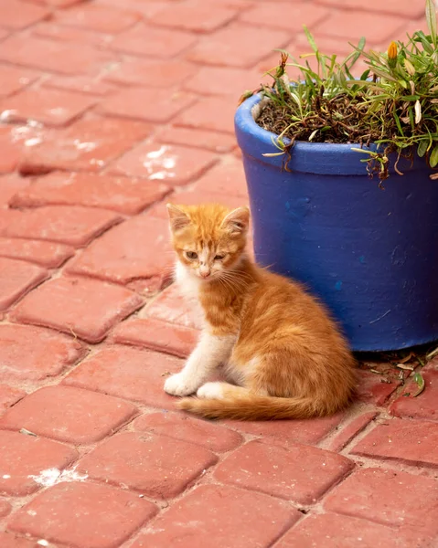 Junge Katze Saß Auf Dem Boden Und Wartete Auf Etwas — Stockfoto