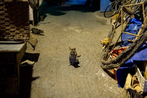 Geceleri yalnız kedi.