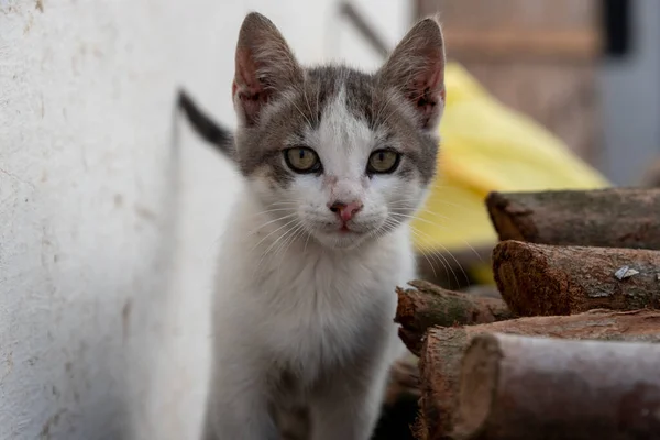 Pequeño Gato Blanco Gris Que Viene —  Fotos de Stock
