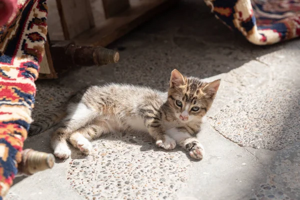 Gato Joven Gris Blanco Tomando Sol —  Fotos de Stock