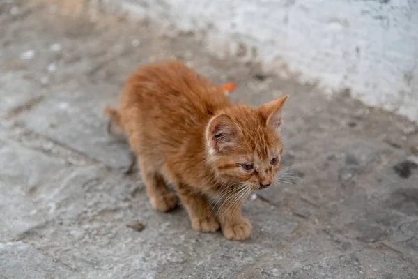 Mały Pomarańczowy Kot Pierwsze Kroki — Zdjęcie stockowe