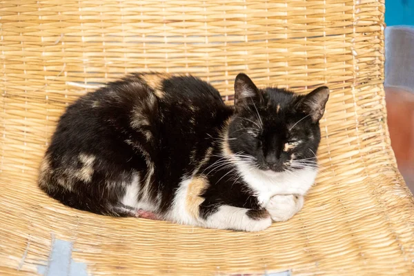 Siyah, beyaz ve bej bir kedi Sandalyede uyuyor..