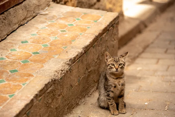 Mały Słodkie Kot Siedzi Nex Dla Krok — Zdjęcie stockowe