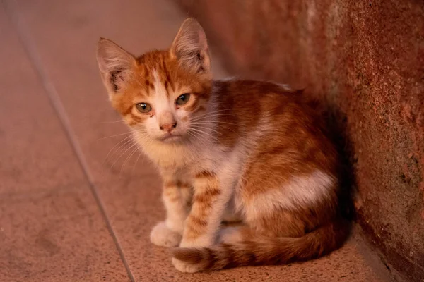 Junge Babykatze Kätzchen Braun Und Weiß — Stockfoto