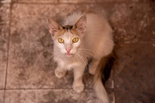 Biały Brązowy Kot Żółtymi Oczami Czeka Jedzenie Kot Żółtymi Oczami — Zdjęcie stockowe