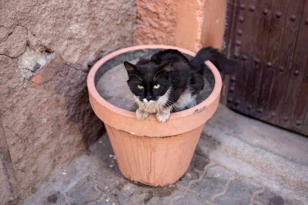 Volwassen Zwart Wit Kat Staren Naar Heel Boos — Stockfoto