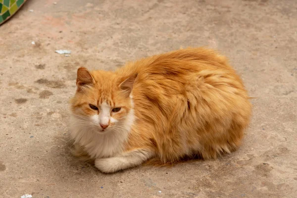 Erwachsene Weiße Und Beige Katze Saß Auf Dem Fußboden — Stockfoto