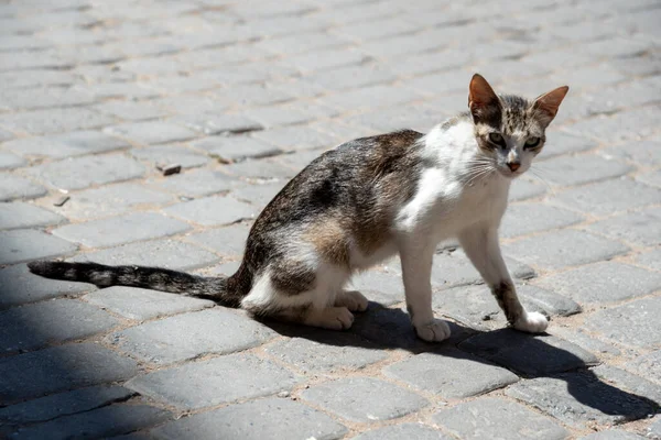Slim Kot Biorąc Trochę Słońca — Zdjęcie stockowe