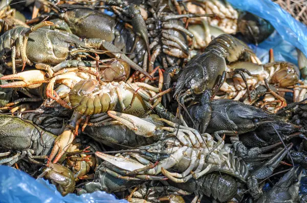 Marketteki deniz ürünleri.