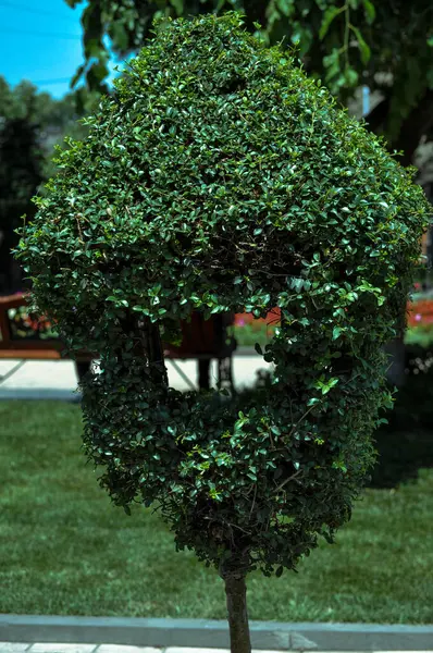 Kaldırımda saksıda küçük bir ağaç