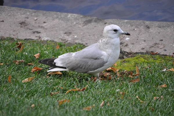Bir su kütlesinin yanında çimlerin üzerinde duran bir martı.