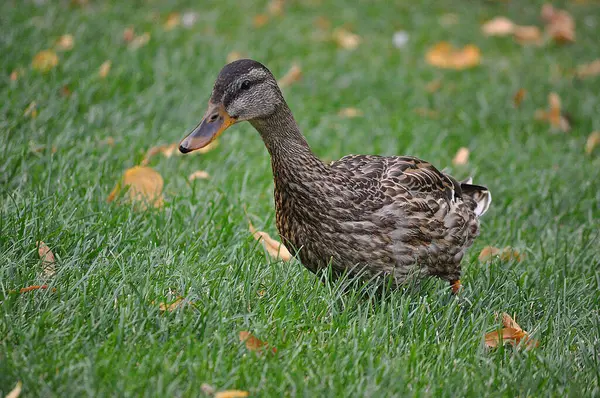 Çimenli bir tarlada yapraklı ördek