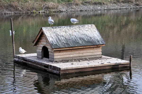 Rıhtımda üzerinde martılar olan bir kuş evi.