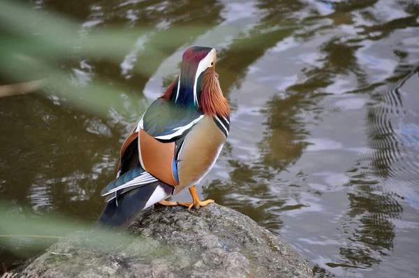 Sudaki kayanın üzerinde oturan bir kuş.