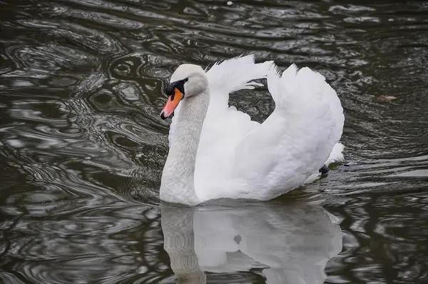 Şehirde gölde kuğu var.