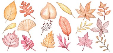 Elle çizilmiş sonbahar yaprakları. Pastel renkler. Sonbahar teması. Koleksiyon defteri, desenler, kartpostallar, kitaplar vs. için fikir.