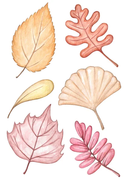 Őszi Levelek Kézzel Rajzolt Akvarellkészlete Pasztell Színek Őszi Téma Ötletek Stock Kép