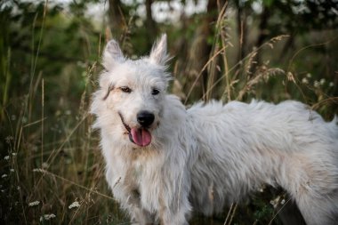 Bulanık bir ormanın arka planında beyaz bir köpek duruyor..