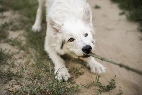 Sahibinin tasmasını ısıran beyaz bir köpeğin yakın çekimi..